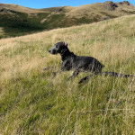 Un Lurcher allongé sur une surface herbacée et portant un collier autour du cou