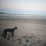 Un Lurcher sur une surface sableuse et portant un collier autour du cou