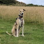 Un Lurcher assis sur une surface herbacée et portant un harnais