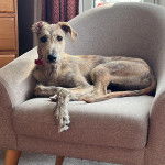 Un Lurcher allongé sur un canapé et portant un collier autour du cou