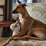 Un Lurcher allongé sur un canapé et semblant détendu 