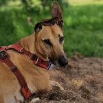 Un Lurcher regardant vers la caméra et portant un harnais 