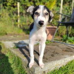Un Lurcher sur une surface bétonée et regardant vers la caméra 