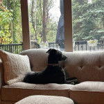 Un Lurcher allongé sur un canapé et portant un collier autour du cou