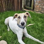Un Lurcher allongé sur une surface gazonnée et portant un collier autour du cou