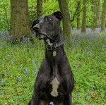 Un Lurcher assis sur une surface herbacée et portant un collier autour du cou