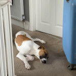 Un Lurcher allongé sur une moquette et semblant dormir 