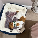 Un Lurcher allongé dans un panier et portant un collier autour du cou