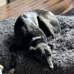 Un Lurcher allongé dans un panier et portant un collier autour du cou