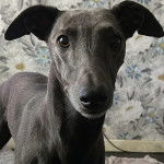 Un Lurcher sur un canapé et regardant vers la caméra 