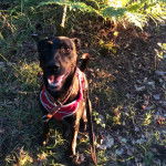 Un Lurcher assis sur une surface herbacée et qui est tenu en laisse 