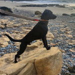 Un Lurcher sur une pierre et qui est tenu en laisse 