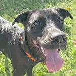 Un Lurcher ayant la langue pendante et portant un collier autour du cou