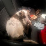 Un Lurcher allongé dans une voiture et regardant vers la caméra 