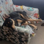 Un Lurcher allongé sur un canapé et portant un collier autour du cou