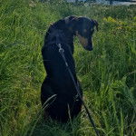 Un Lurcher assis sur une surface herbacée et qui est tenu en laisse 