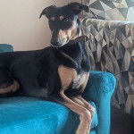 Un Lurcher regardant vers la caméra et portant un collier autour du cou