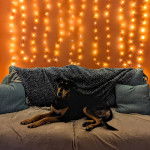 Un Lurcher allongé sur un canapé et portant un collier autour du cou