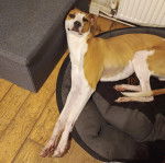 Un Lurcher allongé dans un panier et semblant détendu 