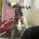 Un Lurcher allongé sur un lit et portant un collier autour du cou