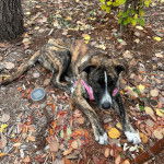 Un Lurcher allongé sur un sol jonchés de feuilles mortes et portant un harnais 