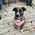 Un Lurcher assis sur un plancher et portant un harnais 