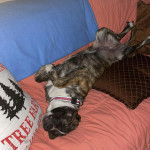 Un Lurcher allongé sur le dos sur un lit et portant un collier autour du cou 