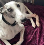 Un Lurcher allongé sur un lit et portant un collier autour du cou