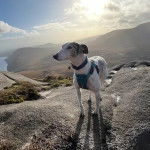 Un Lurcher sur une montagne et portant un harnais 