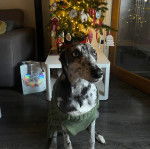 Un Lurcher assis sur un plancher et portant un habit pour chien