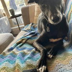 Un Lurcher allongé sur un canapé et portant un collier autour du cou