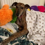 Un Lurcher allongé sur un lit et portant un collier autour du cou