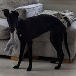 Un Lurcher sur une moquette et portant un collier autour du cou