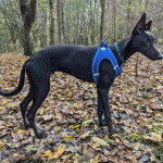 Un Lurcher sur un sol jonchés de feuilles mortes et portant un harnais 