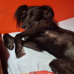 Un Lurcher allongé et semblant détendu 