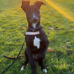 Un Lurcher assis sur une surface herbacée et qui est tenu en laisse