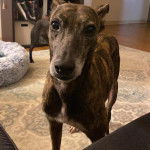 Un Lurcher sur un tapis et regardant vers la caméra