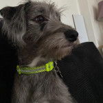 Un Lurcher assis sur un canapé et portant un collier autour du cou