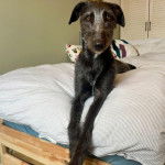 Un Lurcher allongé sur un lit et regardant vers le haut 