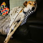 Un Lurcher allongé sur un canapé et regardant vers la caméra 