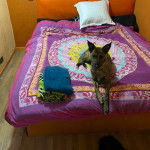 Un Lurcher allongé sur un lit et portant un collier autour du cou