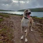 Un Lurcher ayant la langue pendante et portant un collier autour du cou