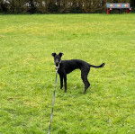 Un Lurcher sur une surface gazonnée et qui est tenu en laisse 