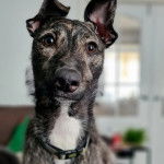 Un Lurcher ayant les oreilles dressées et portant un collier autour du cou