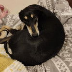 Un Lurcher allongé sur un canapé et regardant vers la caméra