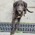 Un chiot Lurcher allongé sur une surface bétonnée et ayant une fleur dans sa gueule 