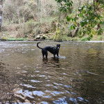 Un Lurcher regardant vers la caméra et portant un harnais 