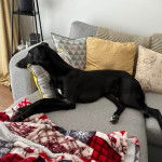 Un Lurcher allongé sur un canapé et semblant détendu 