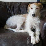 Un Lurcher allongé sur un canapé et semblant fatigué 