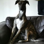 Un Lurcher assis sur un canapé et regardant vers la caméra 